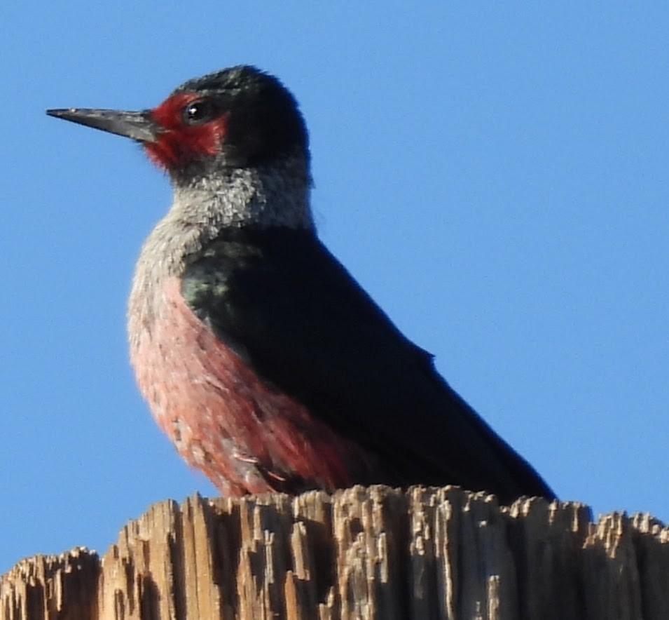 Blutgesichtspecht - ML646372118