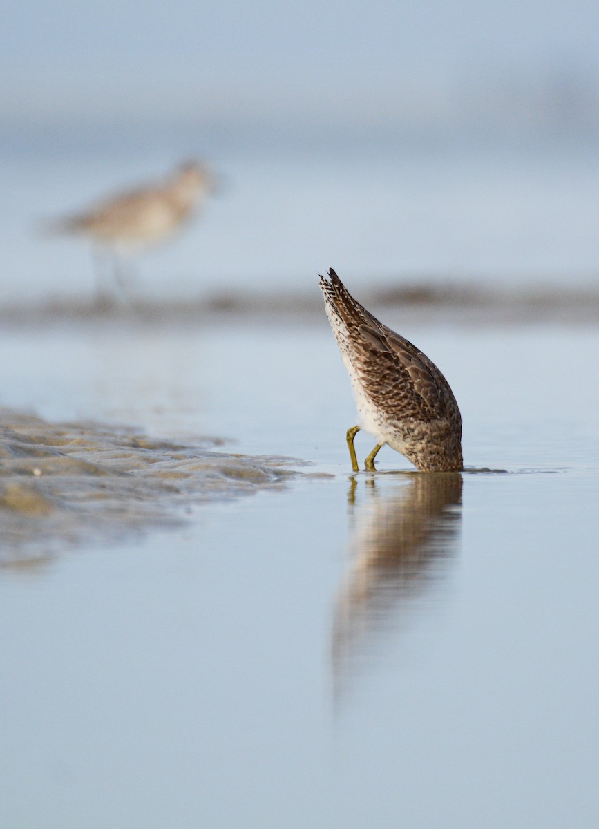 Short-billed Dowitcher - ML646372119