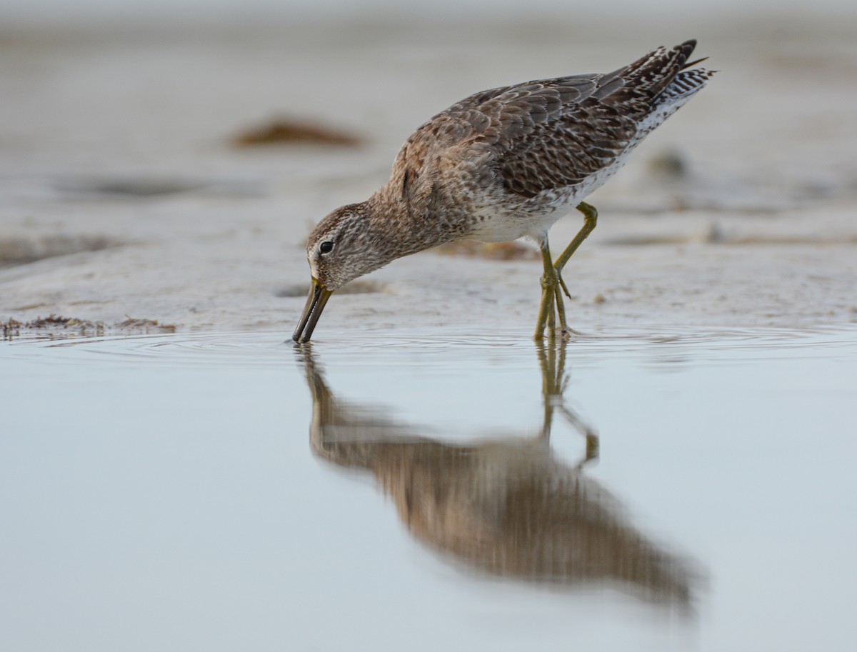 Short-billed Dowitcher - ML646372120