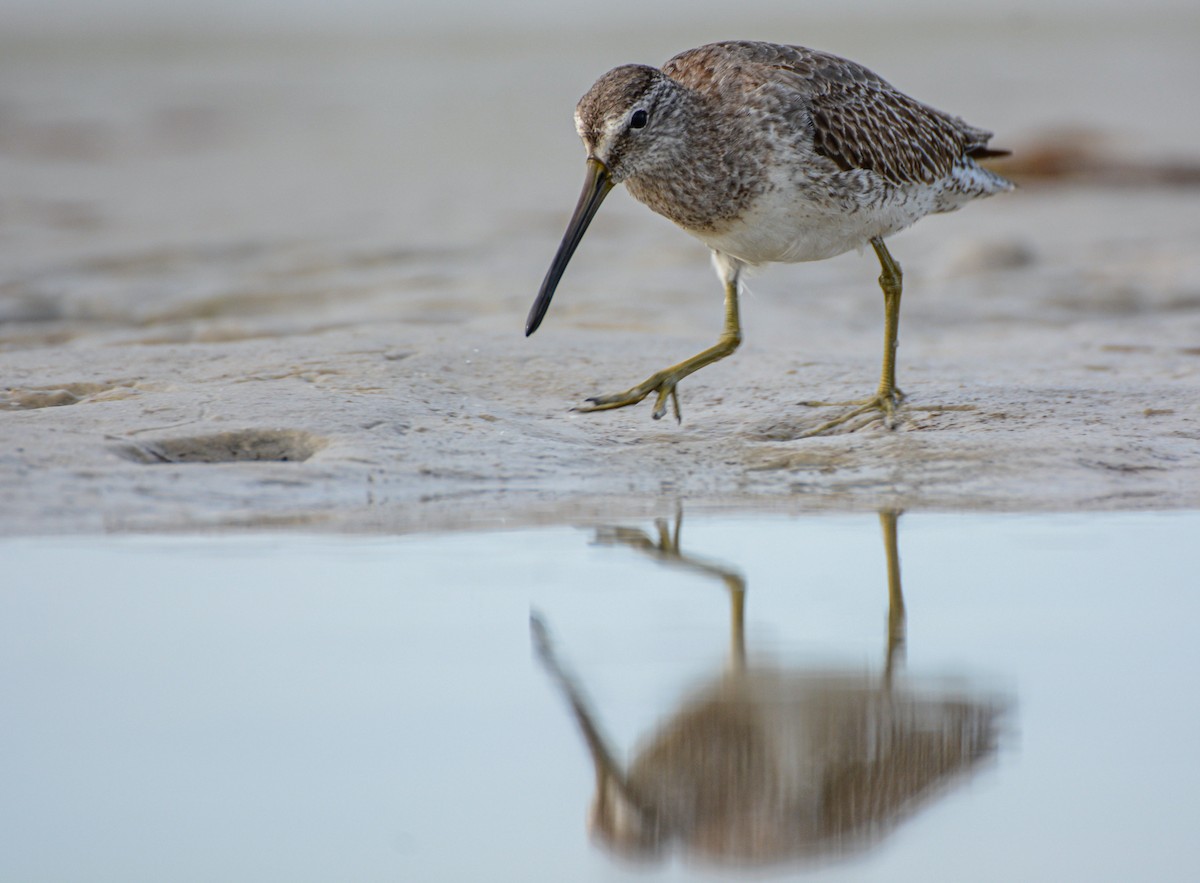 Short-billed Dowitcher - ML646372121