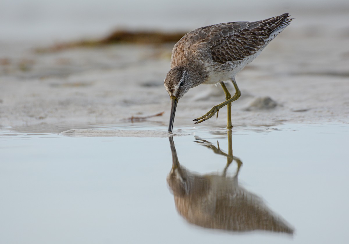 Short-billed Dowitcher - ML646372122