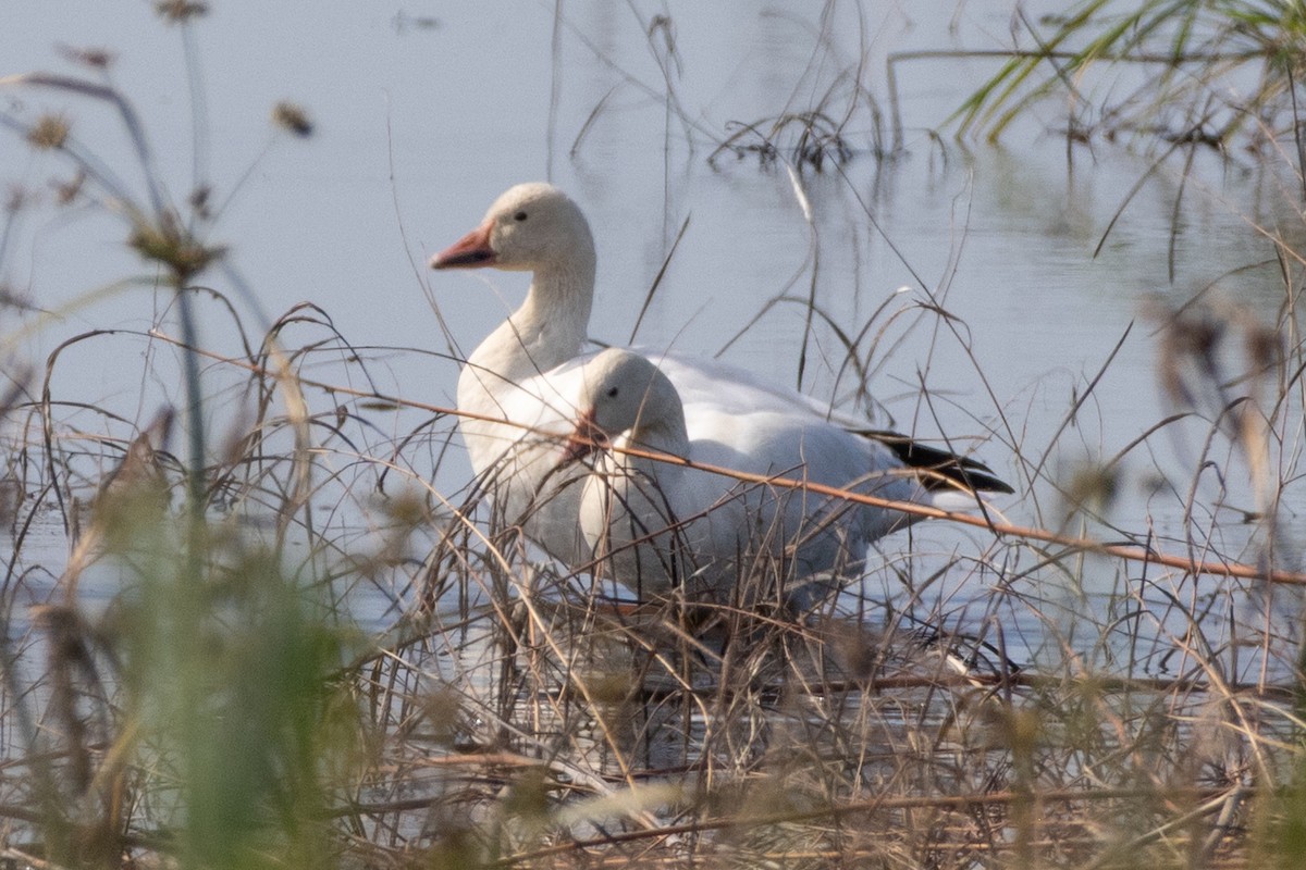 Snow Goose - ML646372123