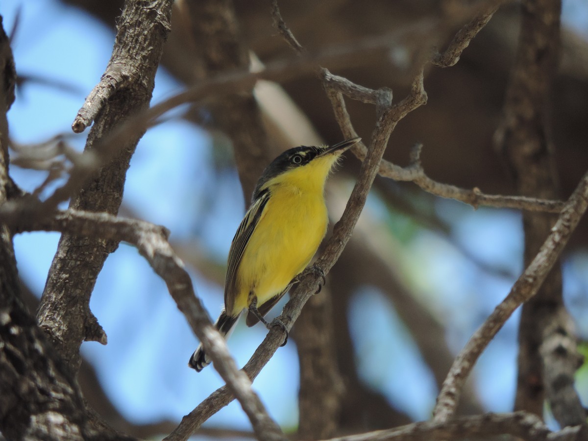 Common Tody-Flycatcher - ML646372124