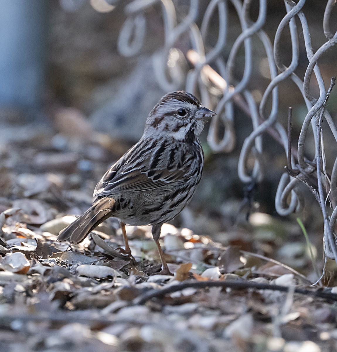 Song Sparrow - ML646372130