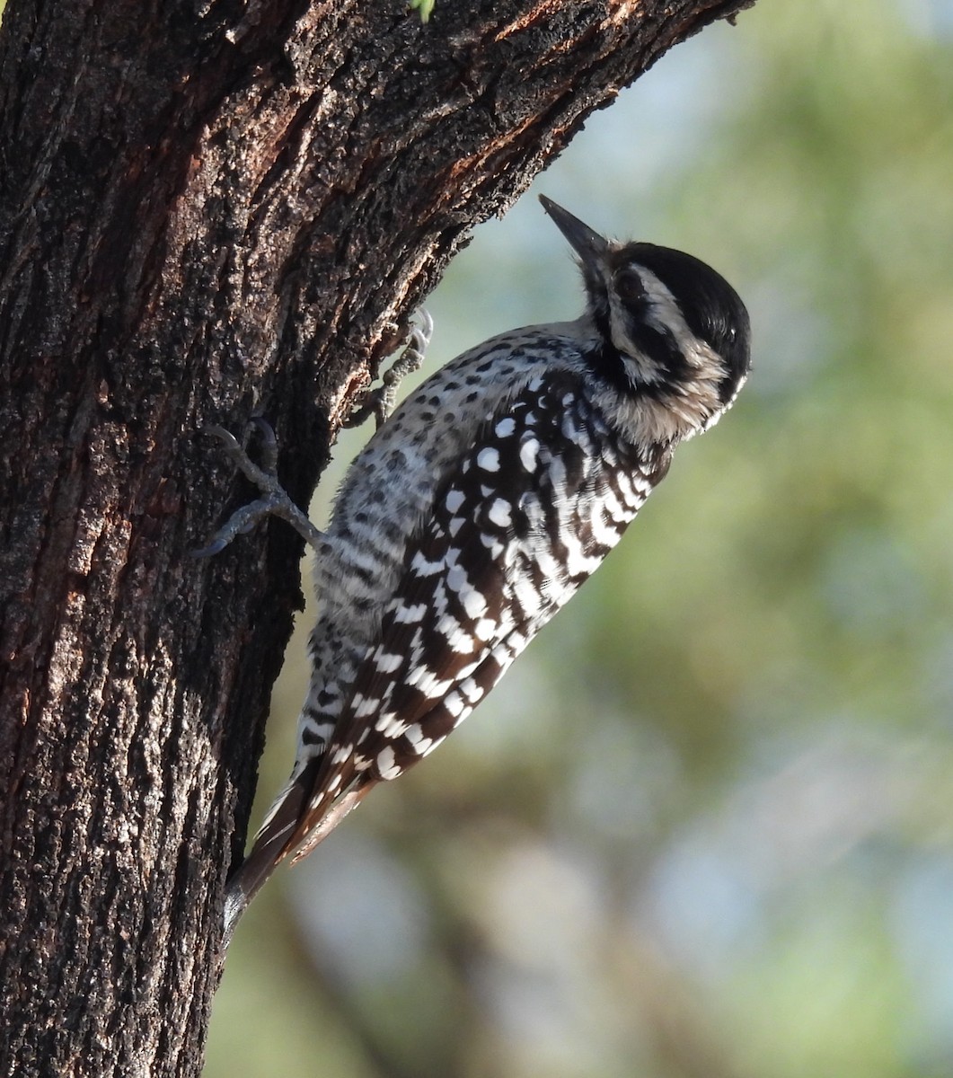 Ladder-backed Woodpecker - ML646372131