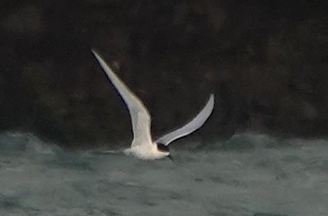 White-fronted Tern - ML646372132