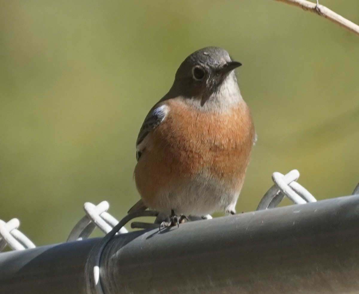 Western Bluebird - ML646372133