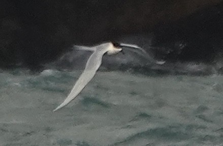 White-fronted Tern - ML646372136