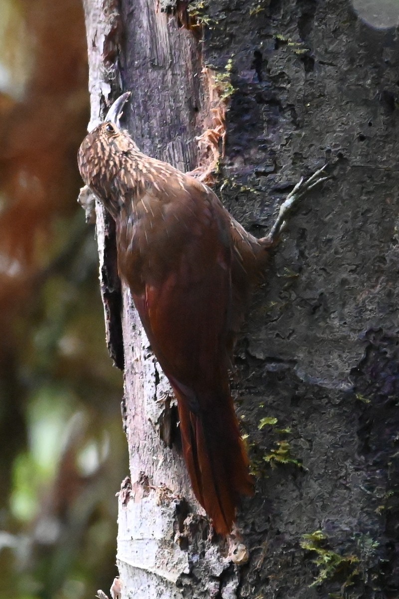 Strong-billed Woodcreeper - ML646372137