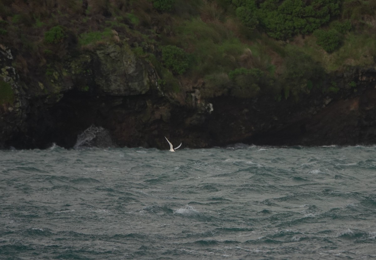 White-fronted Tern - ML646372138
