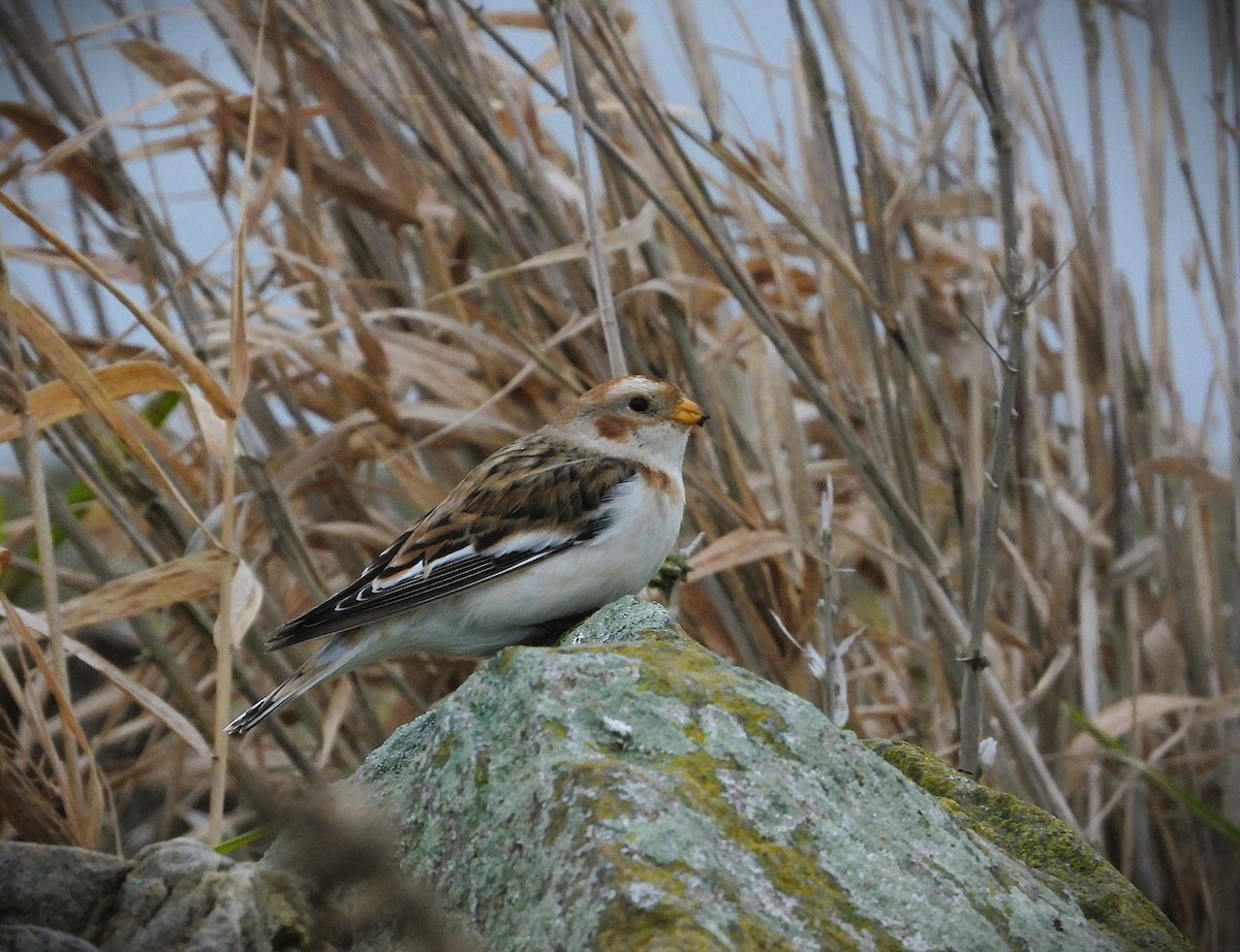 Snow Bunting - ML646372140