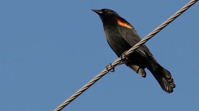 Red-winged Blackbird (Red-winged) - ML646372143
