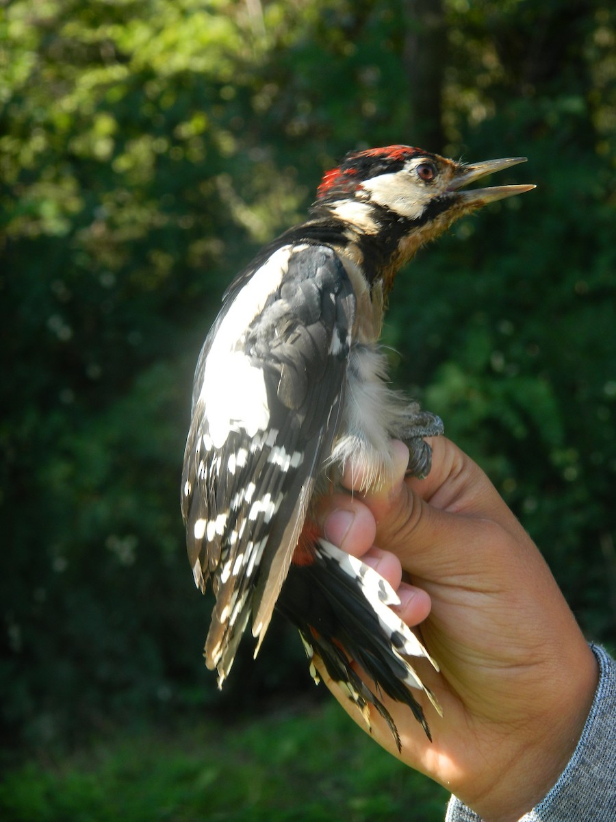 Great Spotted Woodpecker - ML646372144