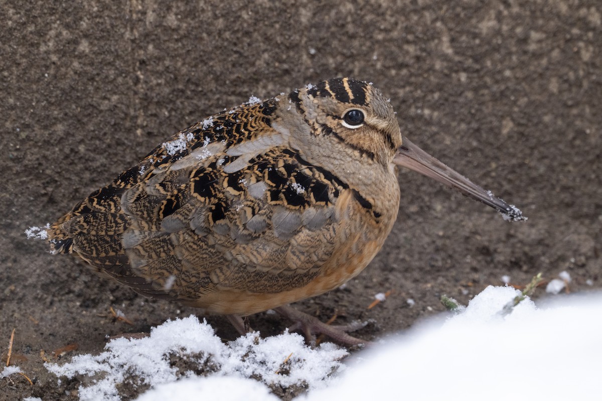 American Woodcock - ML646372145
