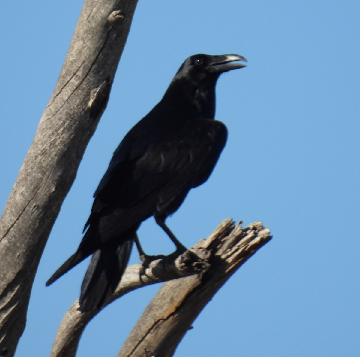 Common Raven - ML646372146