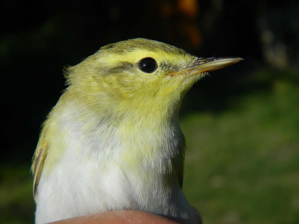 Wood Warbler - ML646372147