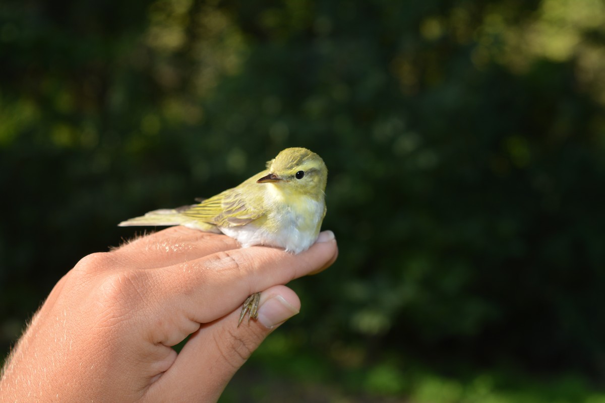 Wood Warbler - ML646372148