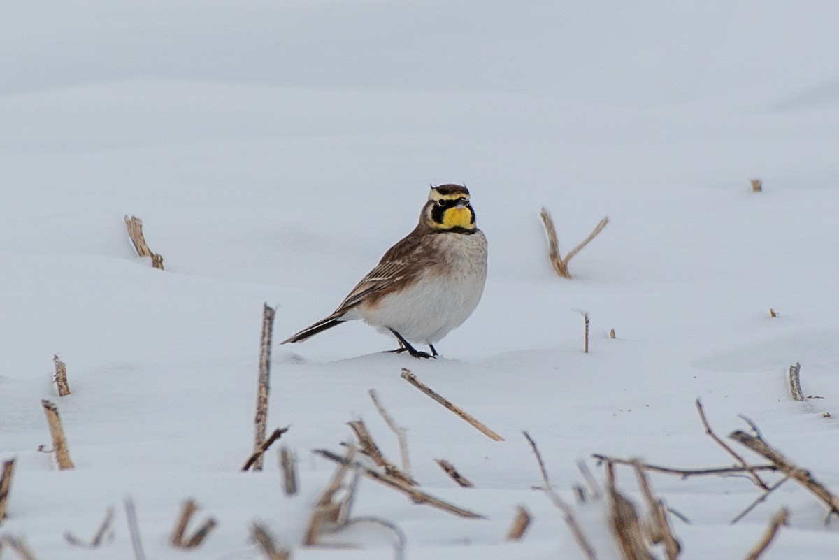 Horned Lark - ML646372149