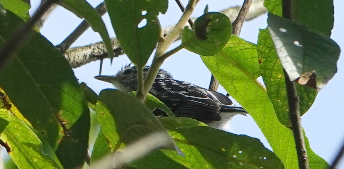 Stripe-chested Antwren - ML646372151