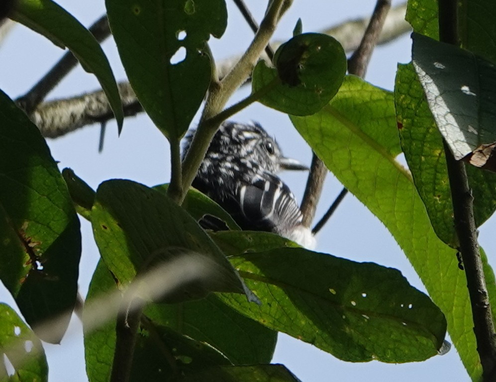 Stripe-chested Antwren - ML646372152