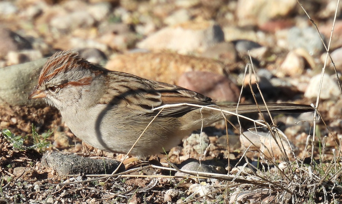Rufous-winged Sparrow - ML646372159