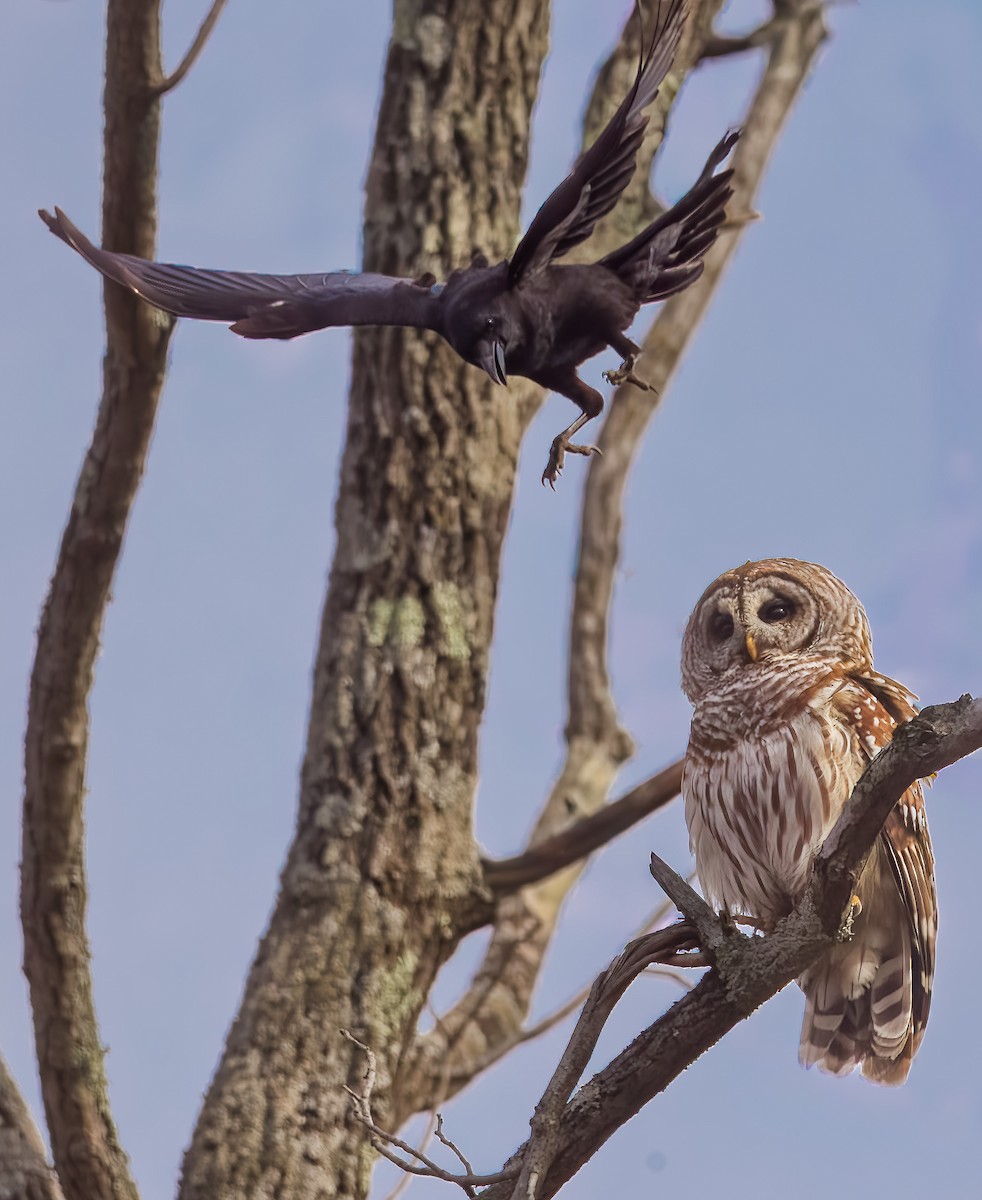 Barred Owl - ML646372160