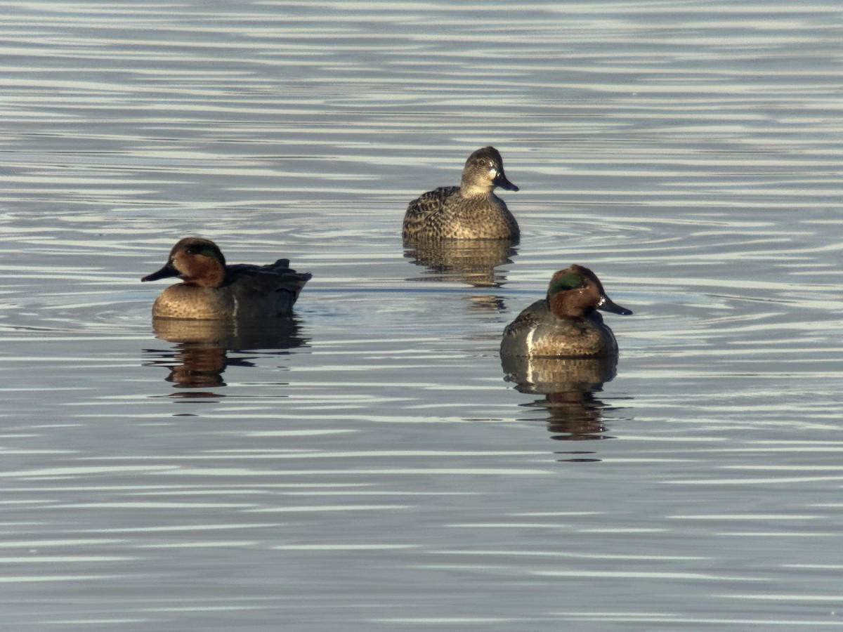 Green-winged Teal - ML646372161