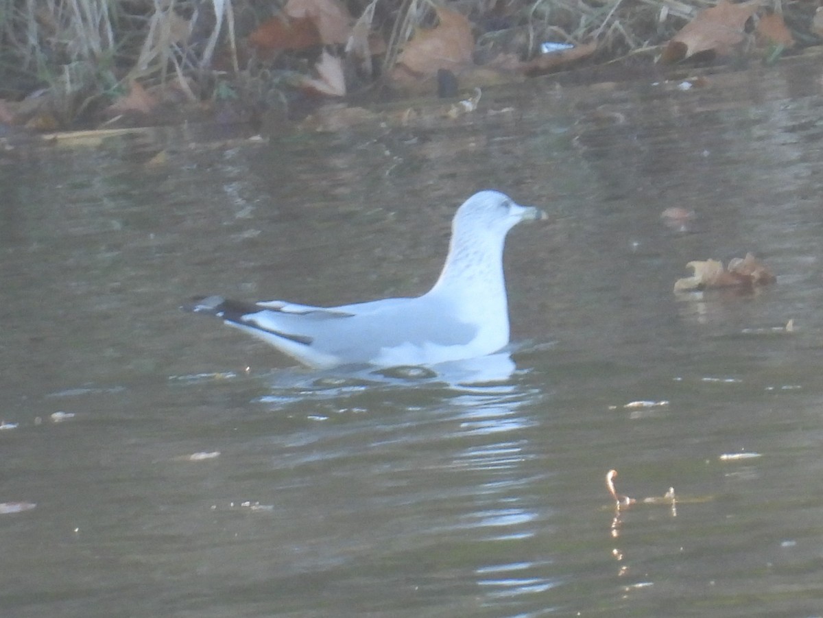 Ring-billed Gull - ML646372162