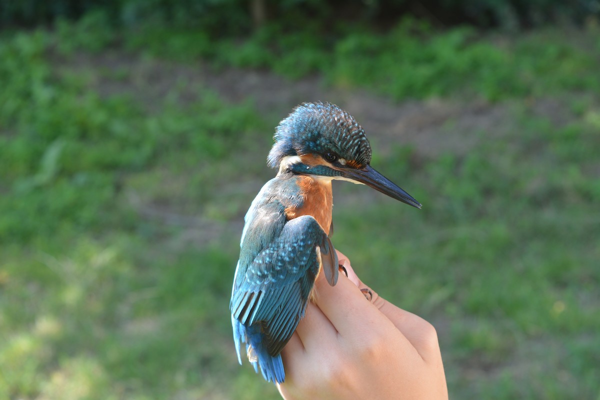 Common Kingfisher - ML646372165