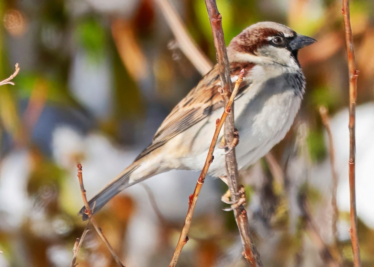 House Sparrow - ML646372169