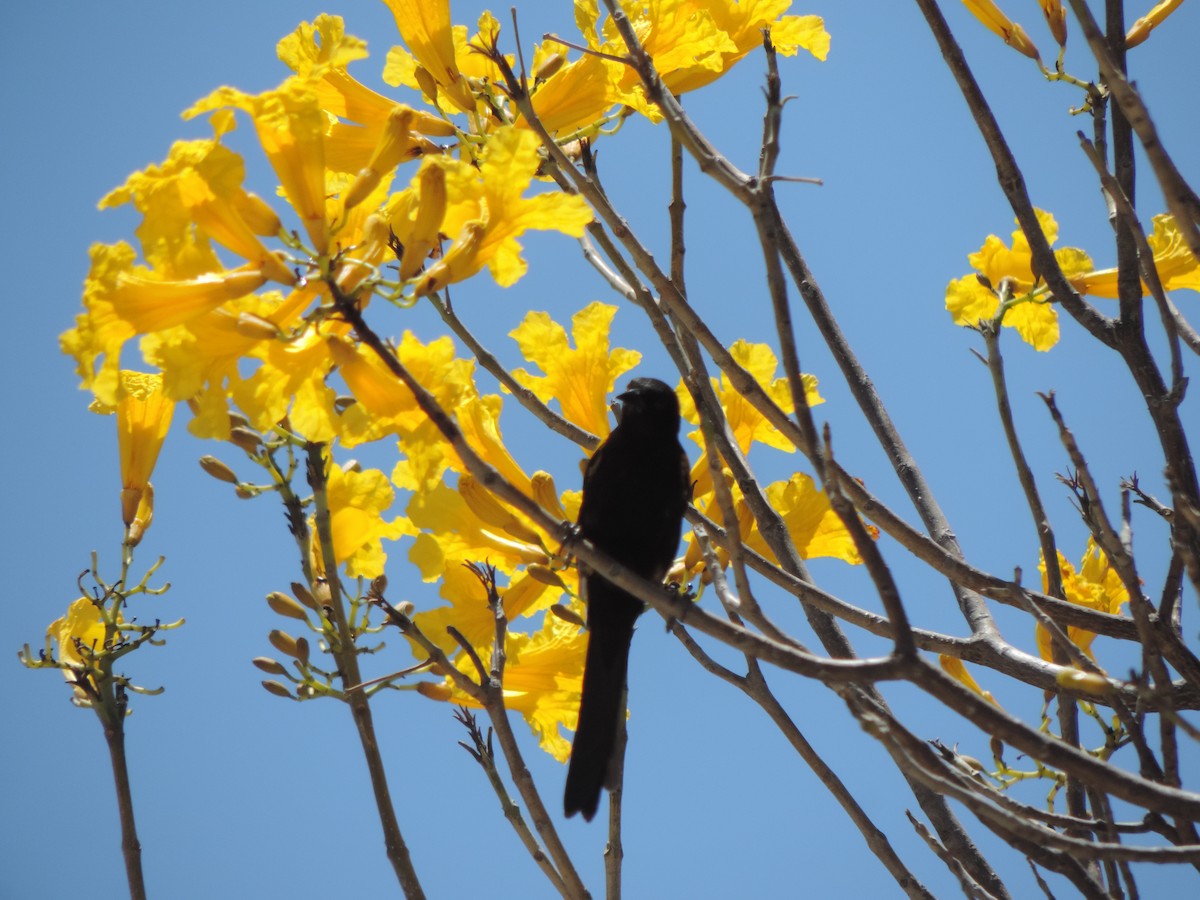 Variable Oriole - ML646372170