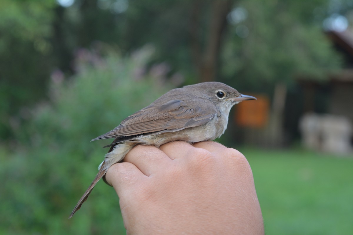 Thrush Nightingale - ML646372171