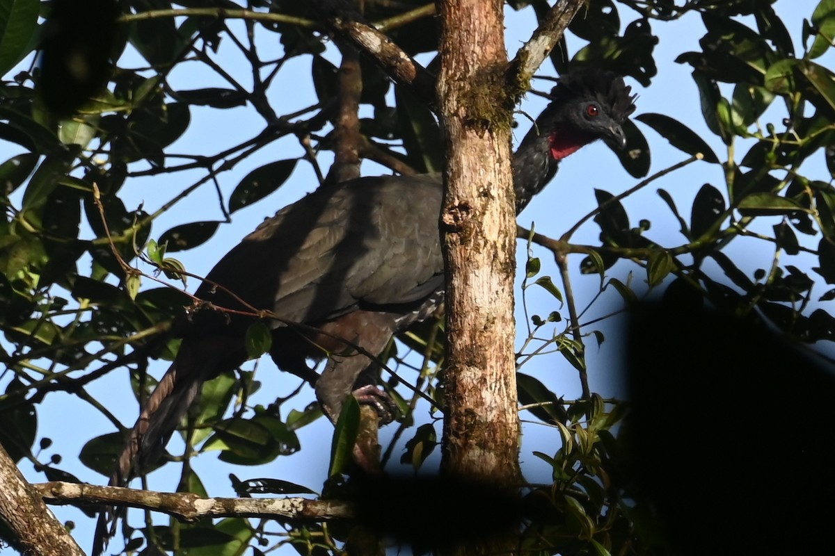 Crested Guan - ML646372172