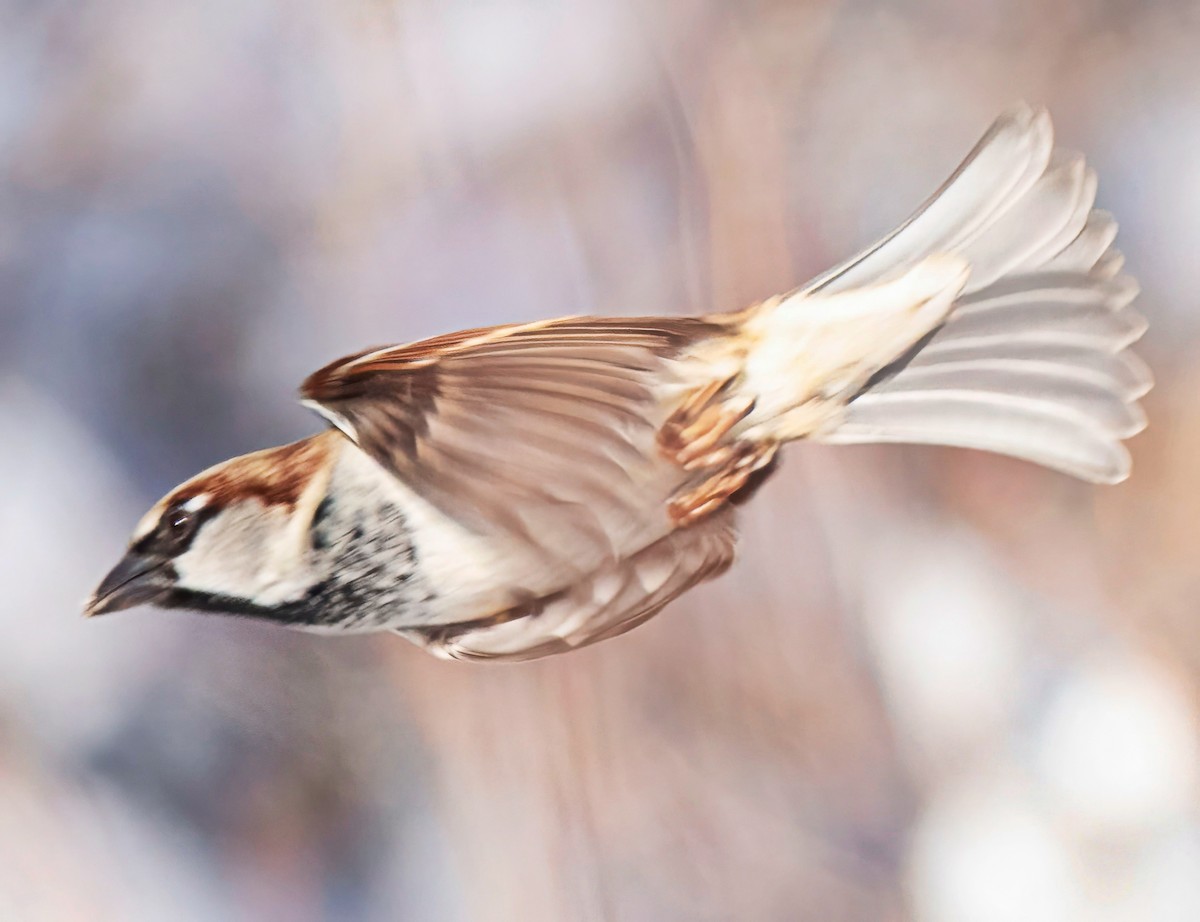 House Sparrow - ML646372173