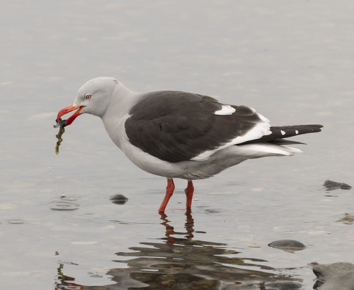 Dolphin Gull - ML646372175