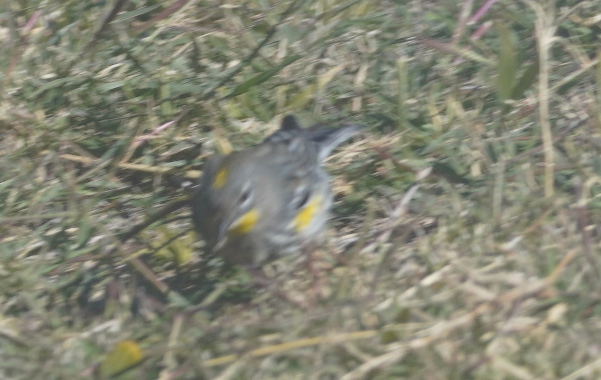 Yellow-rumped Warbler - ML646372176