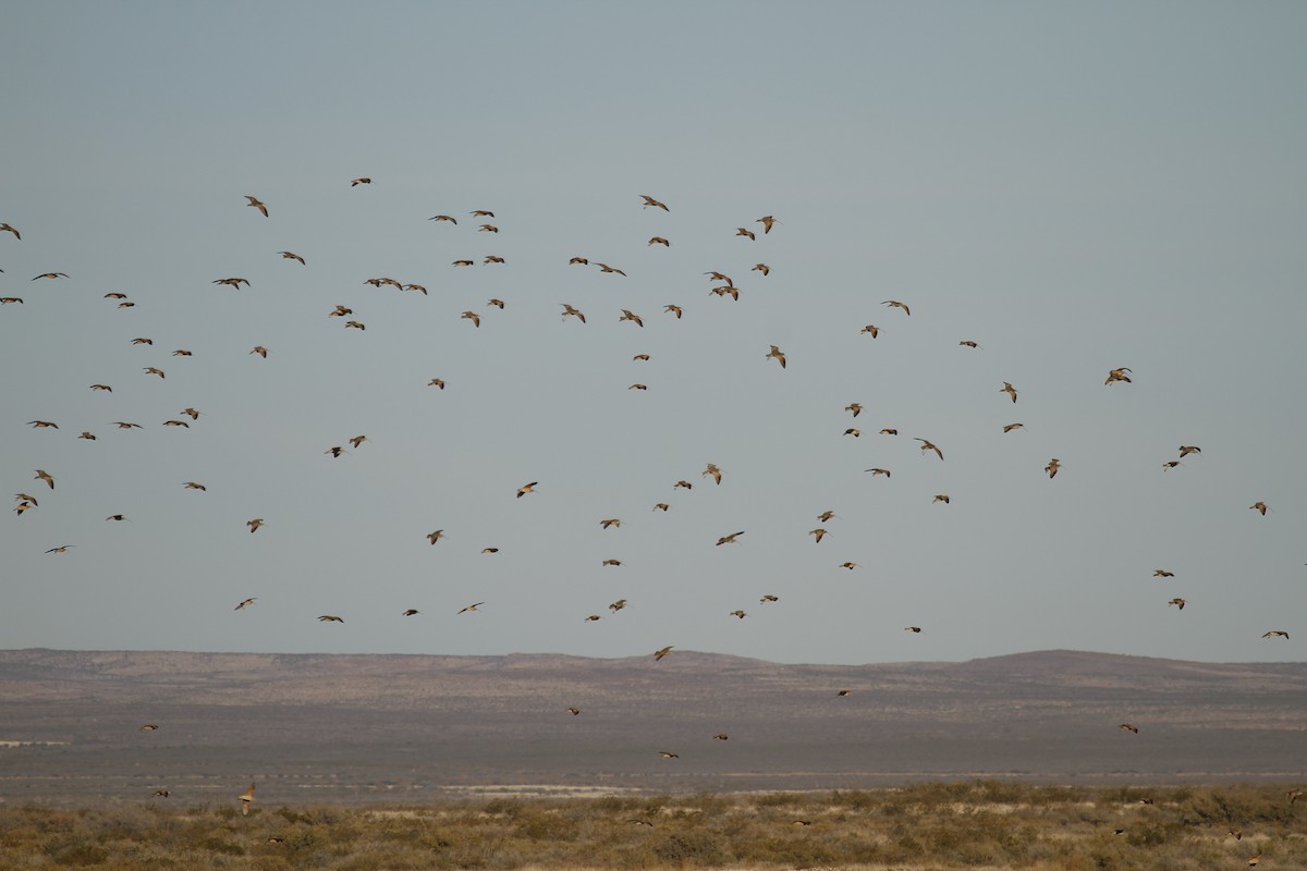 Long-billed Curlew - ML646372177