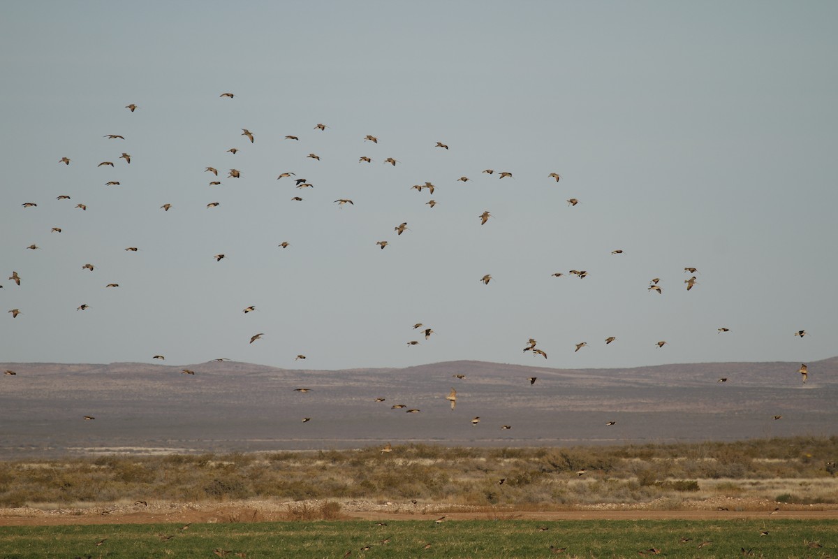 Long-billed Curlew - ML646372178