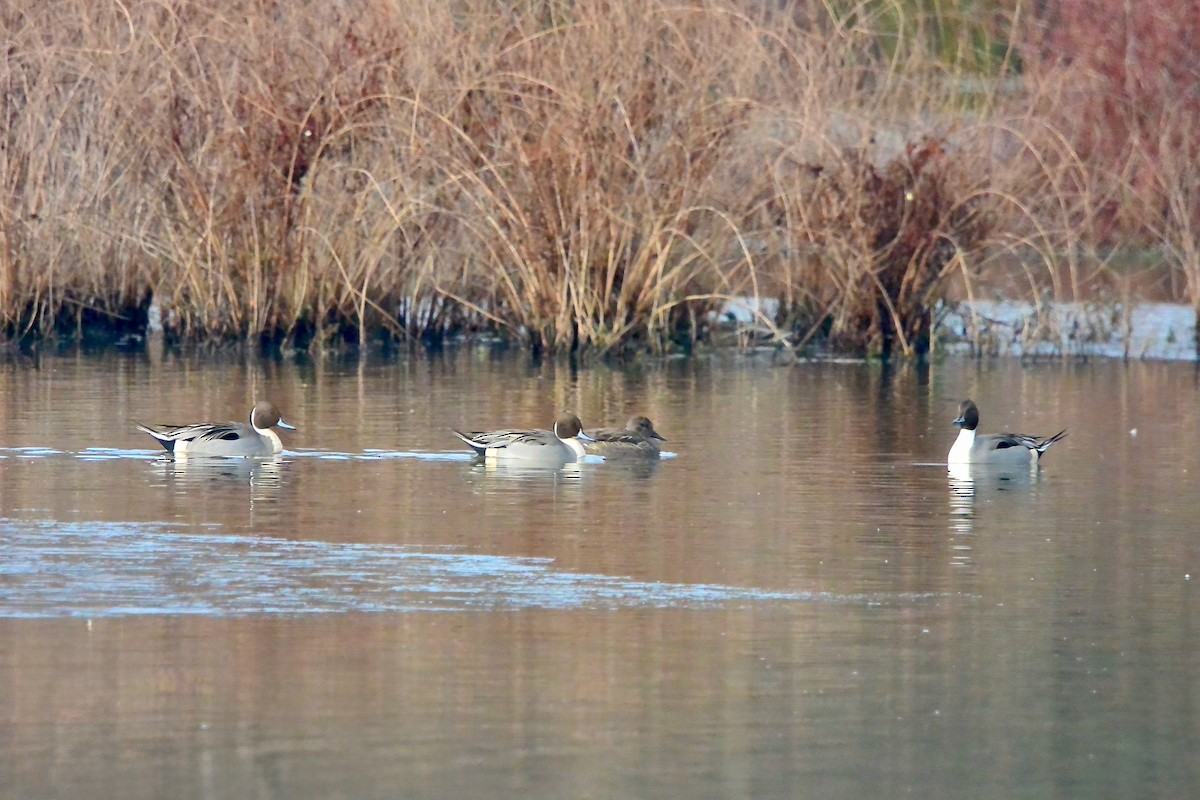 Шилохвіст північний - ML646372180