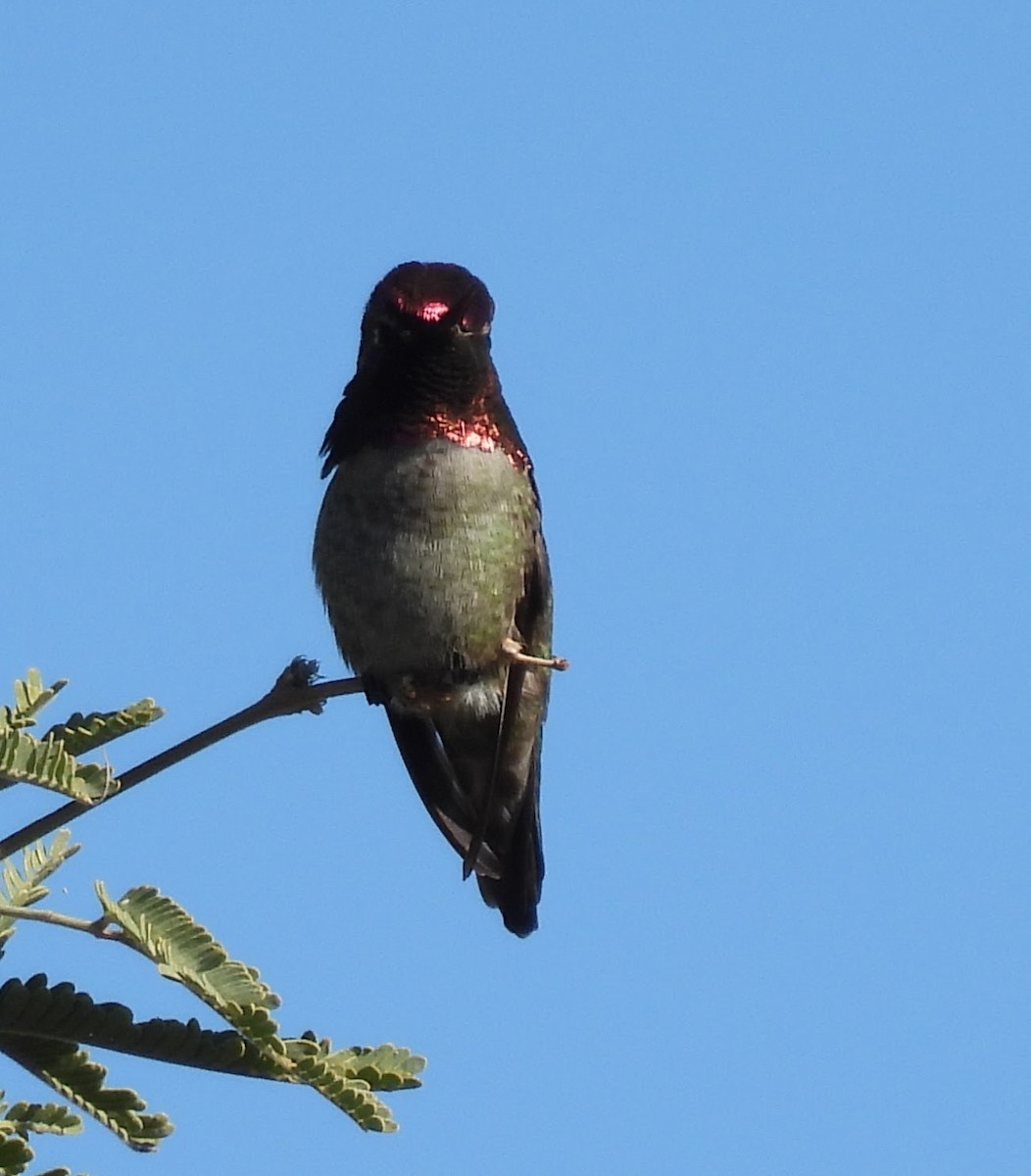 Anna's Hummingbird - ML646372181