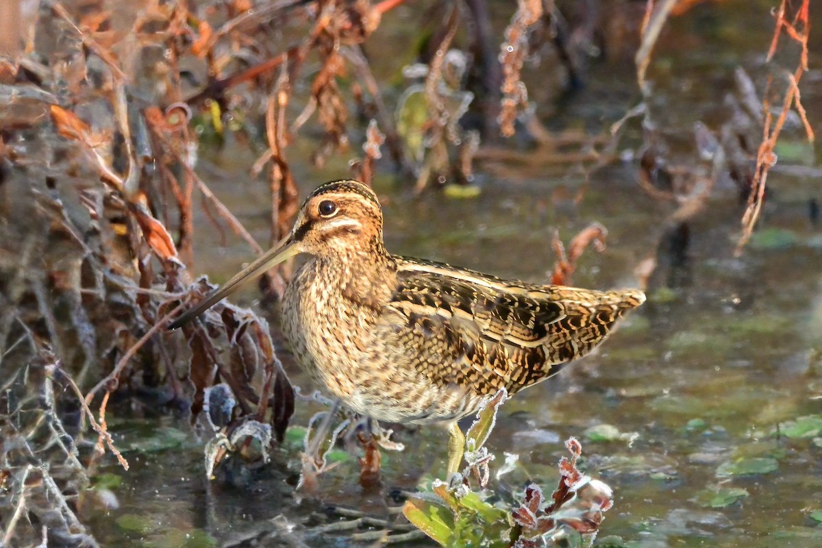 Баранець американський - ML646372182