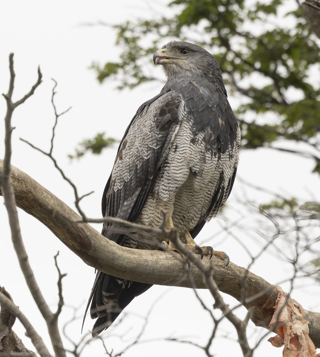 Black-chested Buzzard-Eagle - ML646372183