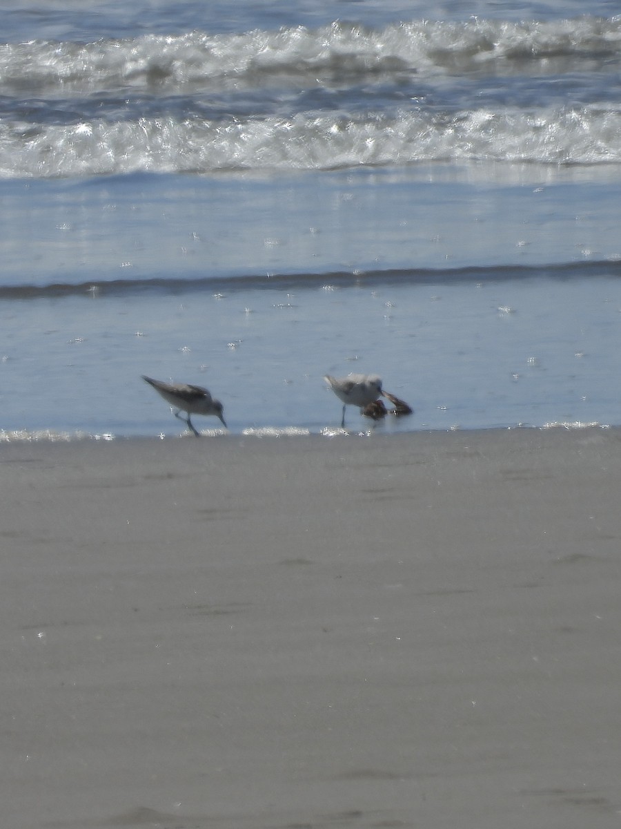 Sanderling - ML646372185