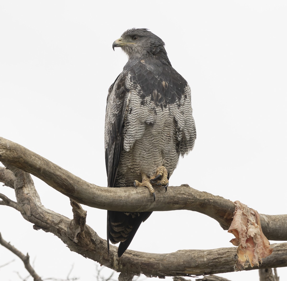 Black-chested Buzzard-Eagle - ML646372188
