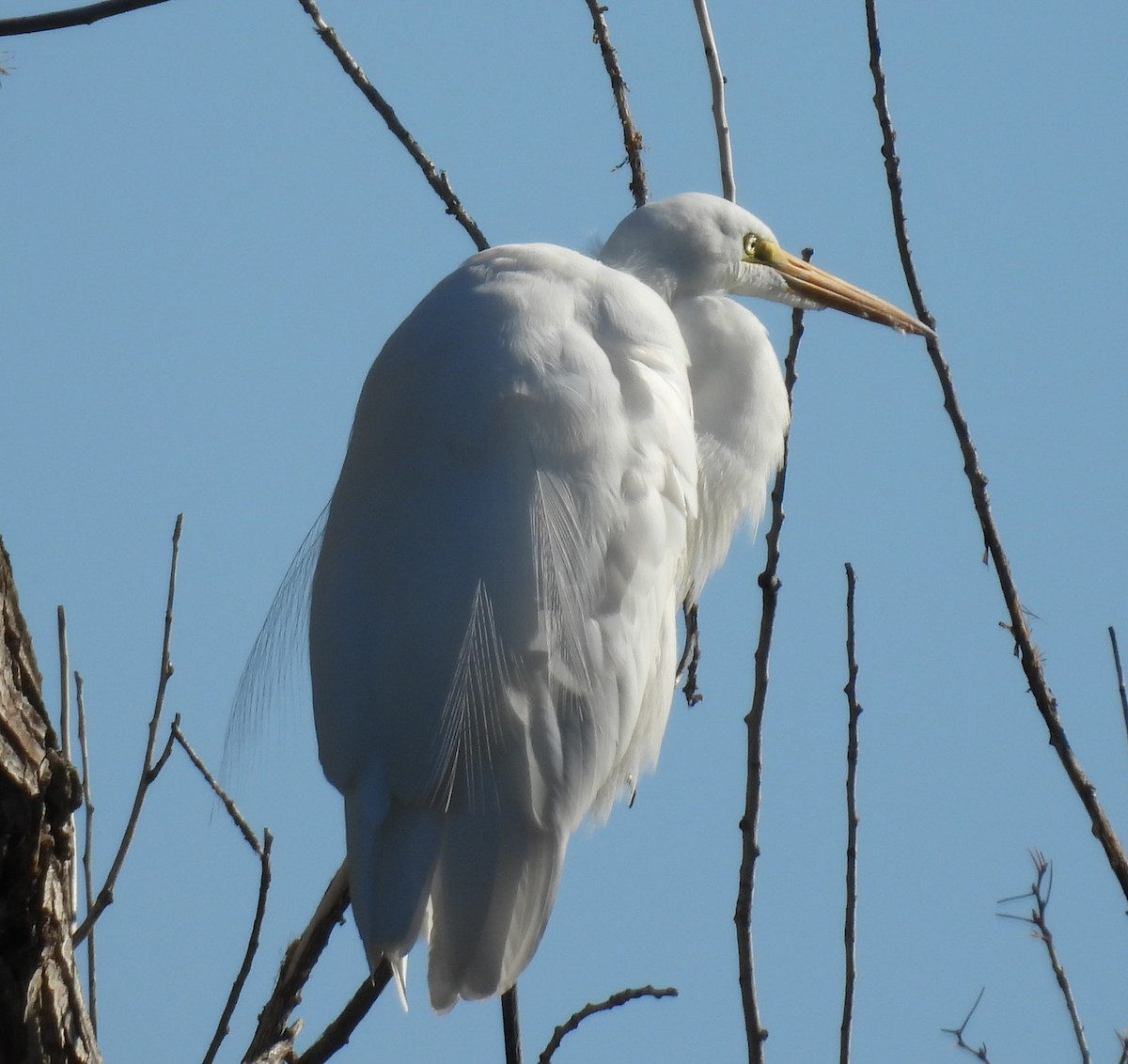 Great Egret - ML646372191