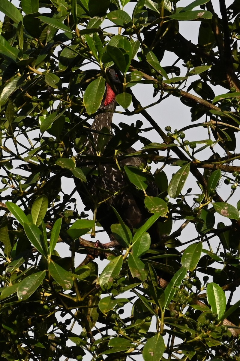 Crested Guan - ML646372195