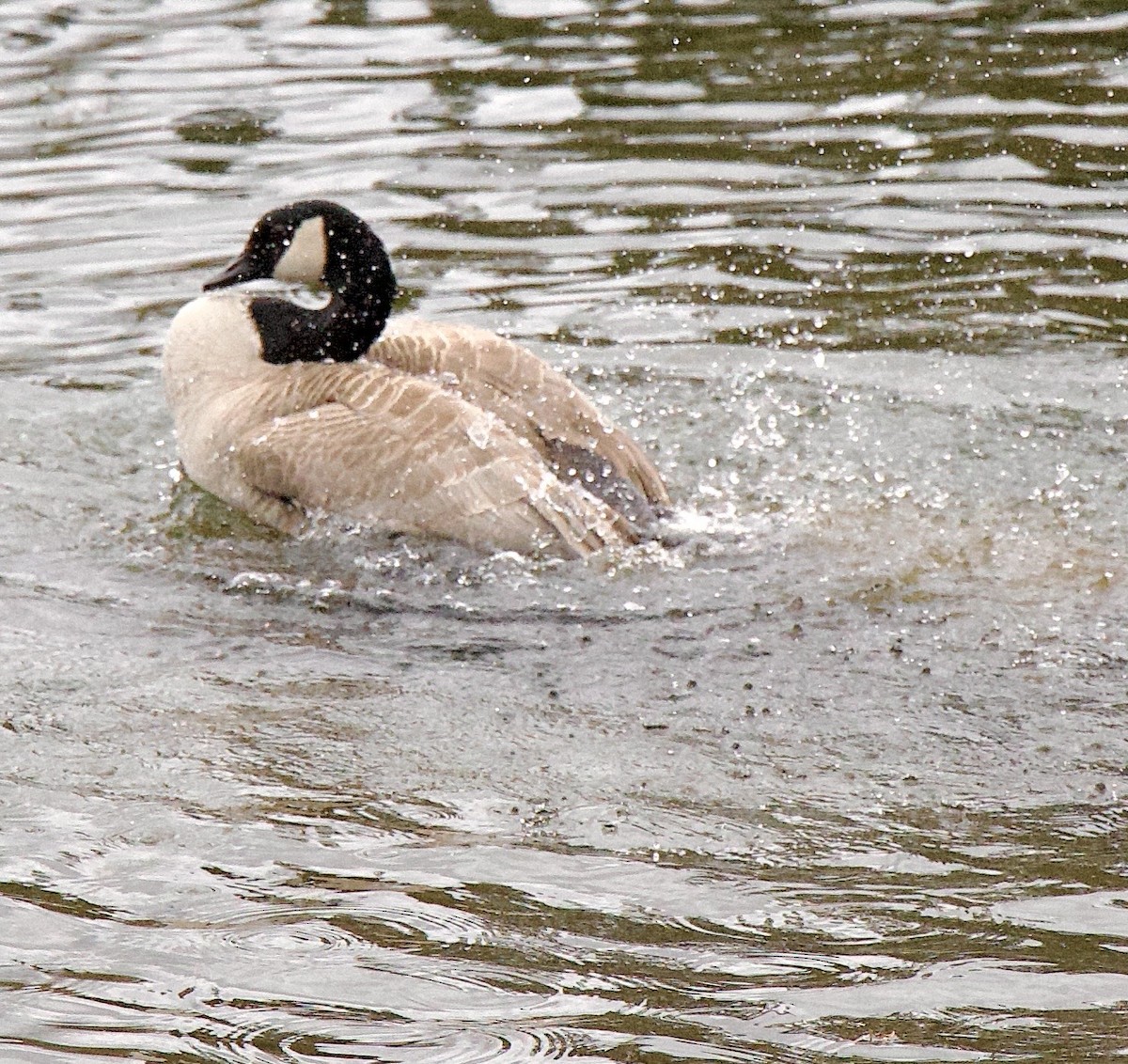 Barnacla Canadiense Grande - ML646372196