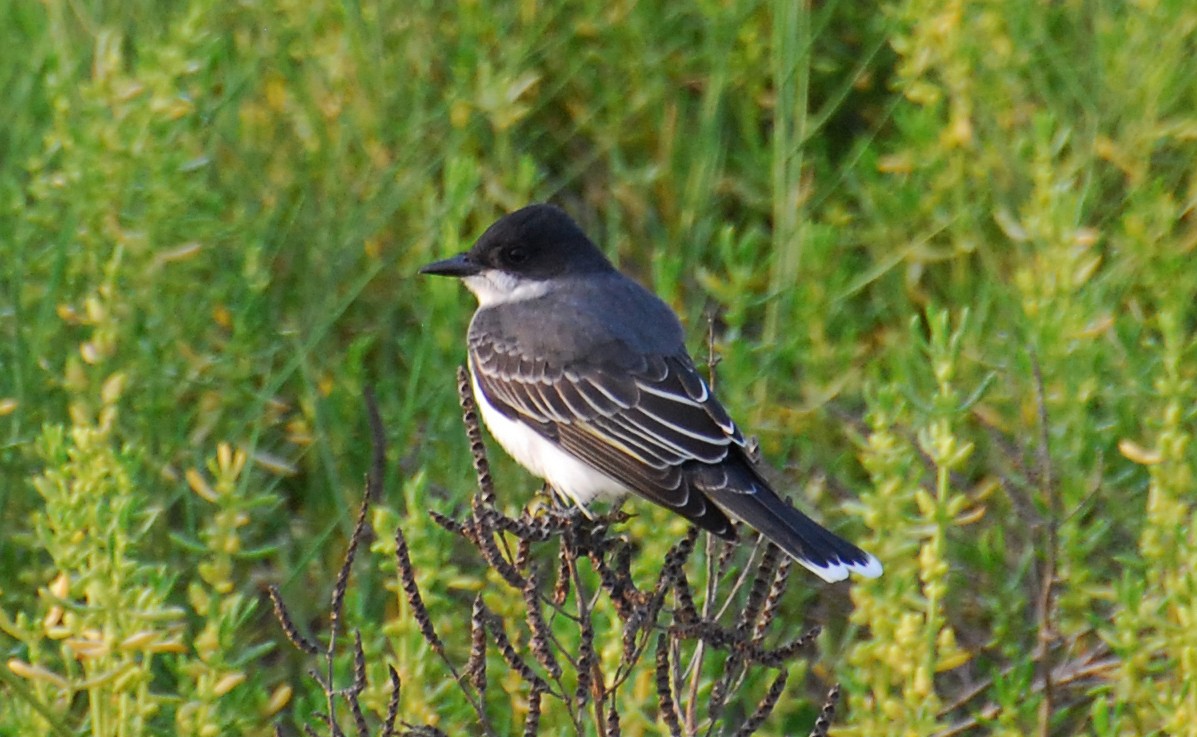 Tirano Oriental - ML646372197