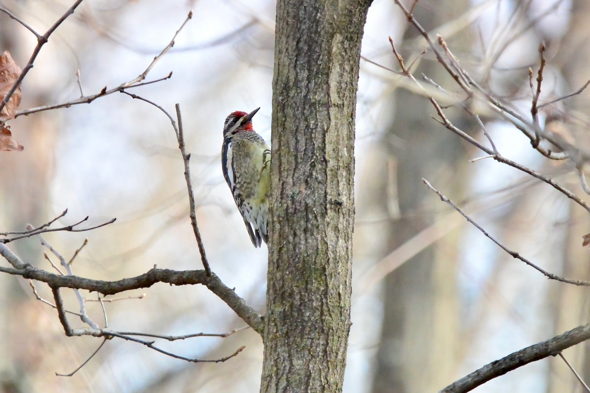 Дятел-смоктун жовточеревий - ML646372198