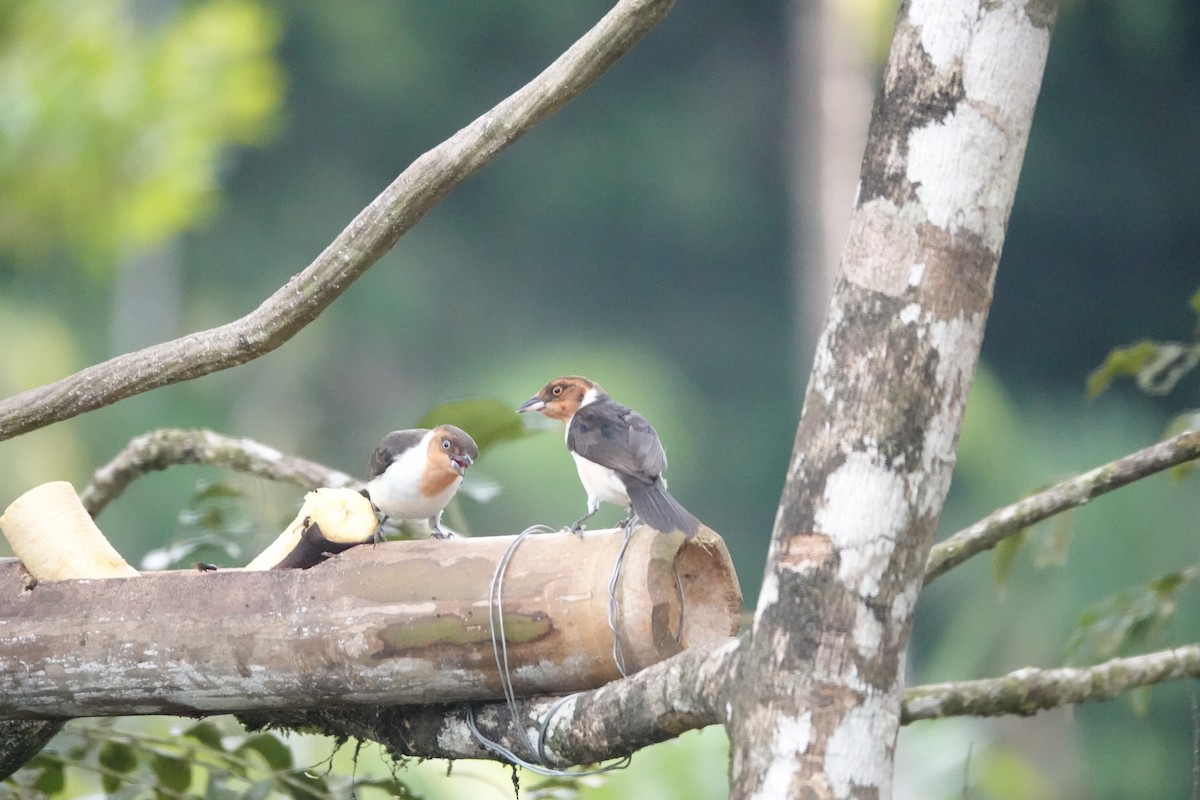 Red-capped Cardinal - ML646372199